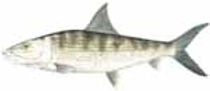 bonefish.jpeg