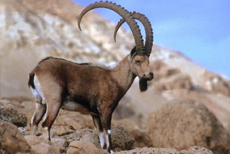 ibex.jpeg