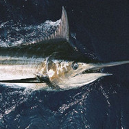 CapeVerd_fishing_3.jpeg