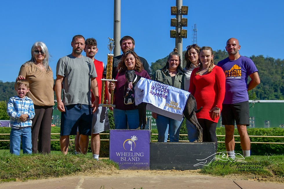 GLS Hi Dolly captured the $35,000 West Virginia Greyhound Owners and Breeders Association Juvenile Stakes in late September at Wheeling Island. Jacobs Racing Kennel trainer Natalie Looper, center, holds the trophy while at far left is GLS Hi Dolly’s owner, Louise Strong. (Photo by Steve Schiferl, Greyt Expressions Photography)
