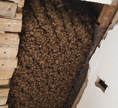Honey Bee Removal