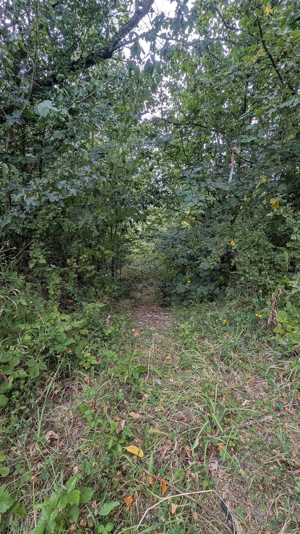 PXL_20260726_151837421.jpg