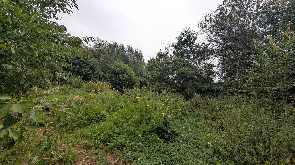 PXL_20260726_150612766.jpg