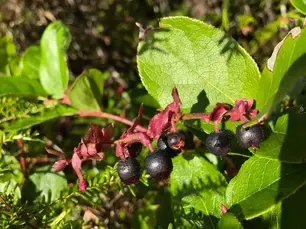 Southeast Alaska Traditional Plants Summit and Celebration 2020