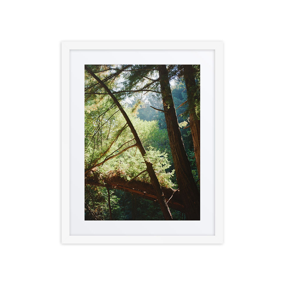 Thumbnail: Redwood Vail