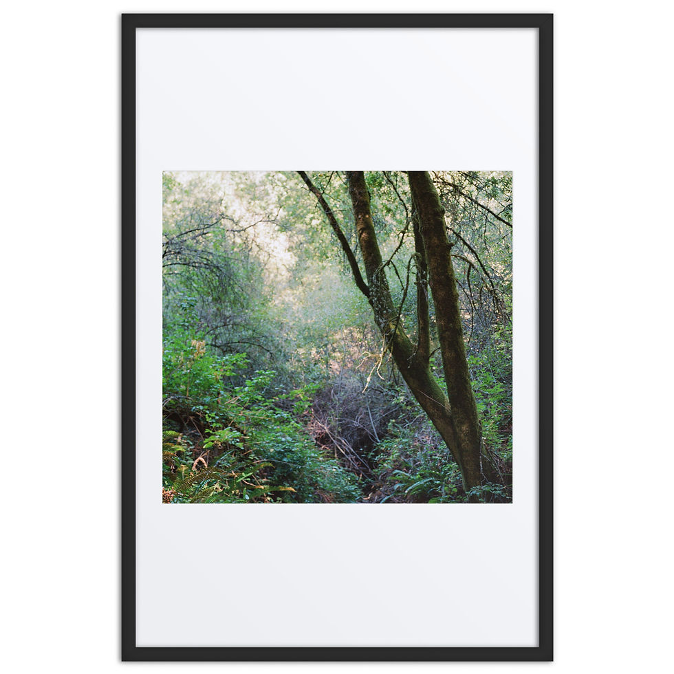 Thumbnail: Tree in Forest Shade