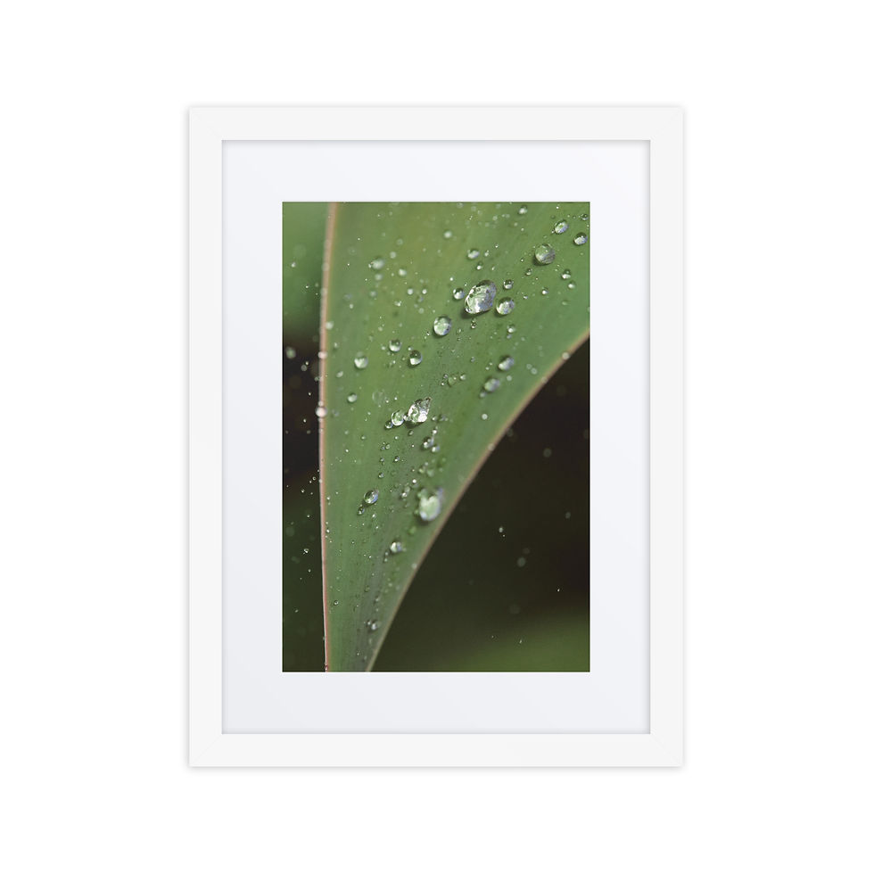 Thumbnail: Water Drops on Leaf