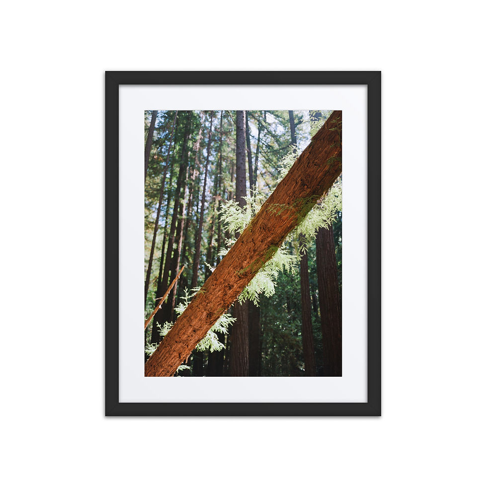 Thumbnail: Fallen Redwood