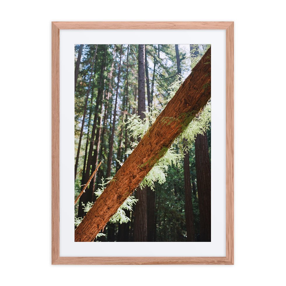 Thumbnail: Fallen Redwood
