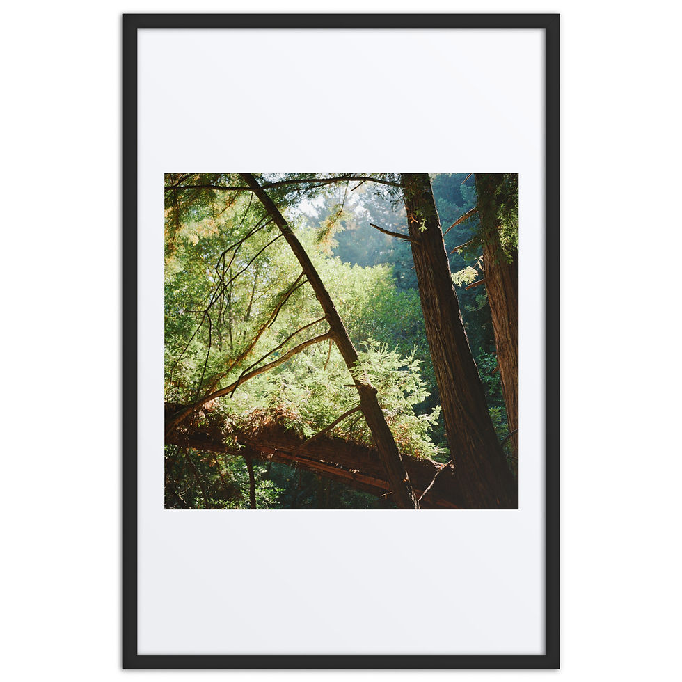 Thumbnail: Redwood Vail