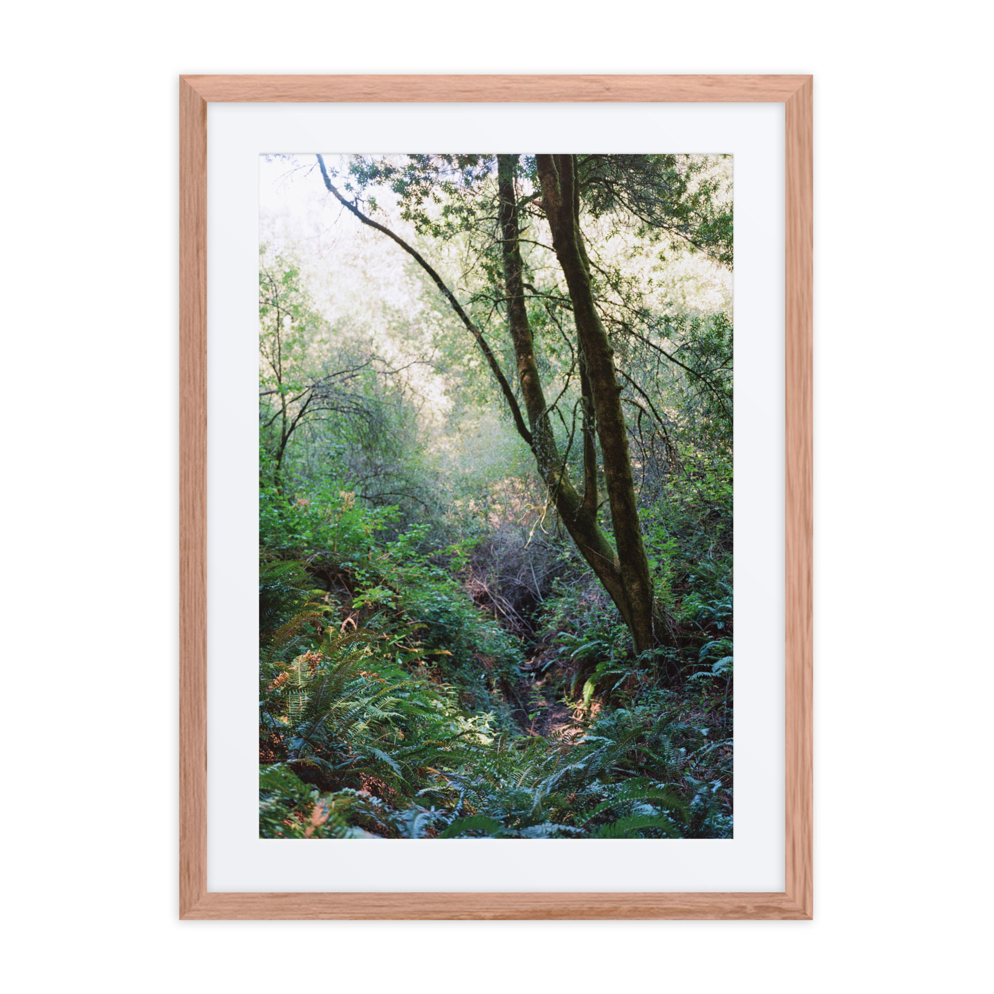 Tree in Forest Shade