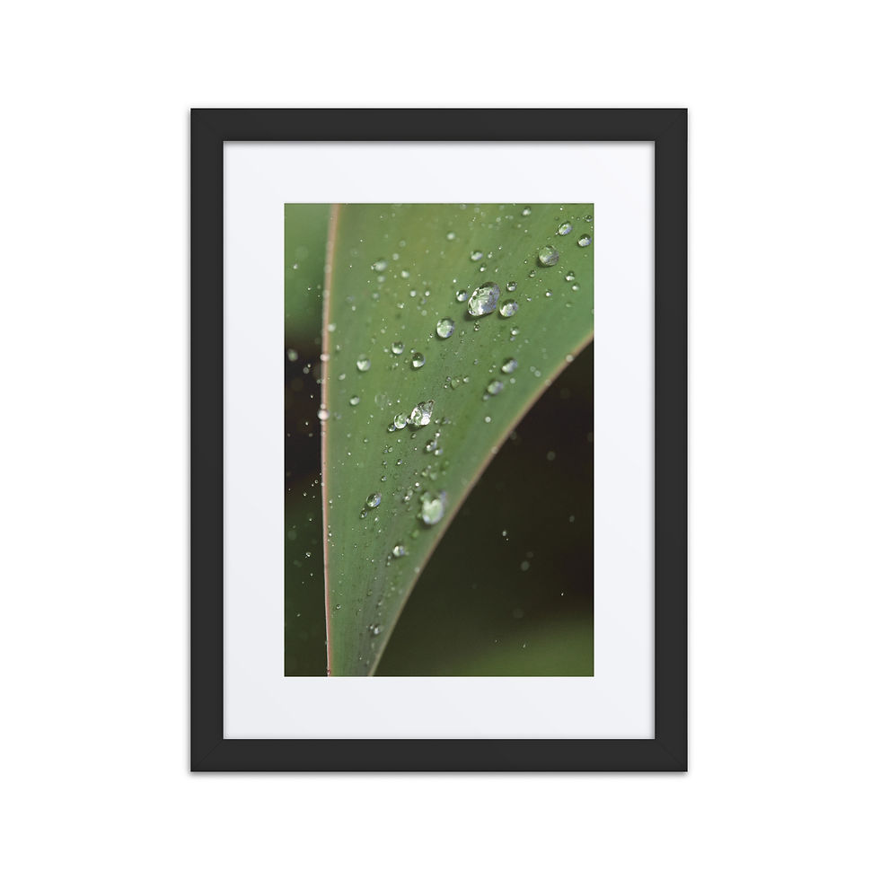 Thumbnail: Water Drops on Leaf