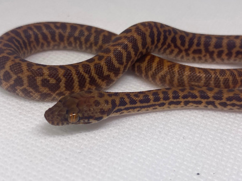 Het Evans Line T Stimson s Python ColdBloodedCreatures Het Evans Line T Stimson s Python ColdBloodedCreatures