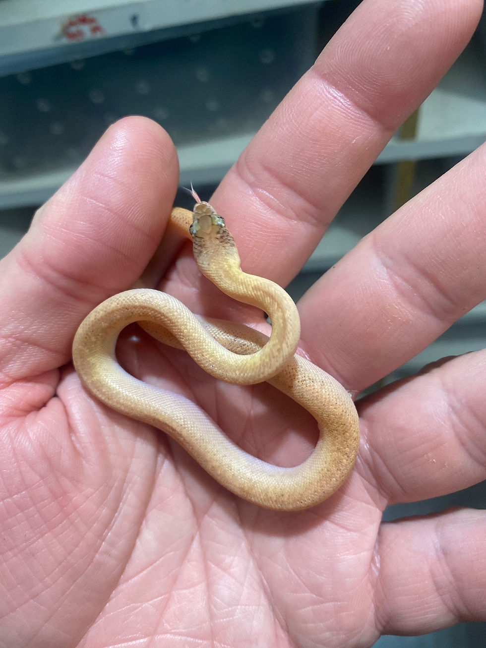 Thumbnail: Marble/100% het T+ Children’s