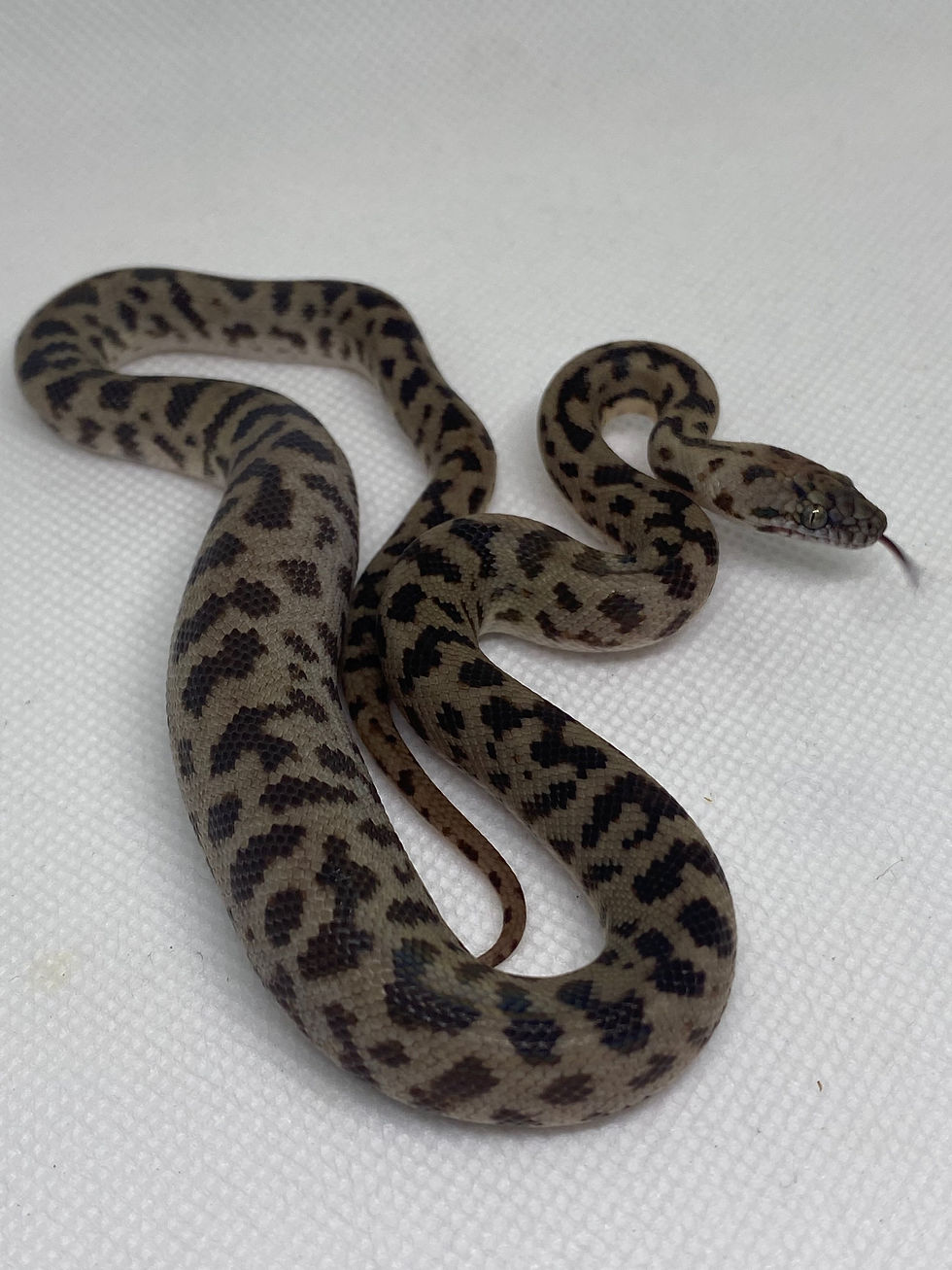 Spotted Pythons | ColdBloodedCreatures