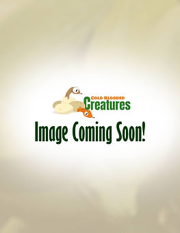 Image-coming-soon.jpg