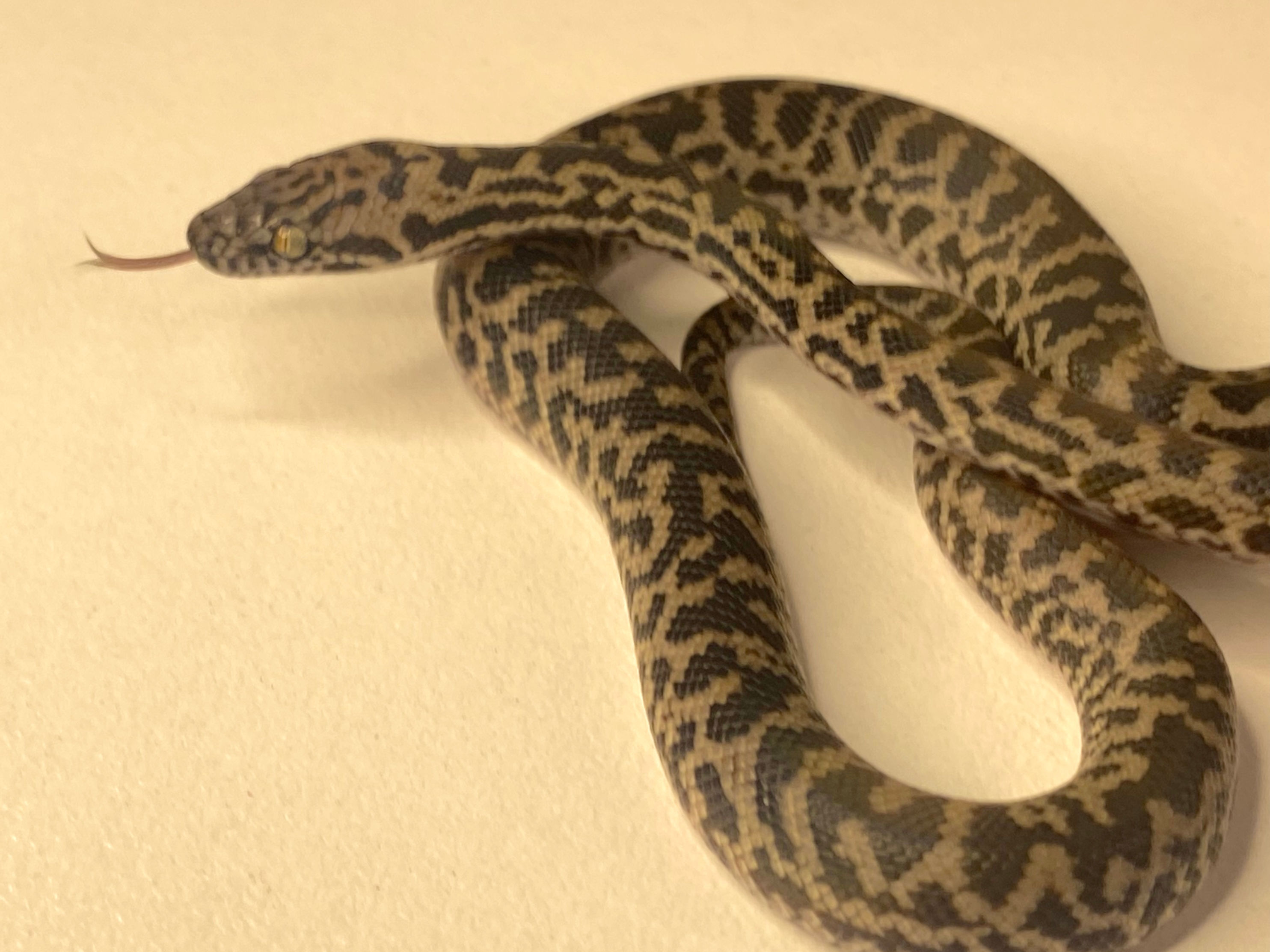 Albino het Spotted Python