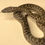 Thumbnail: Albino het Spotted Python
