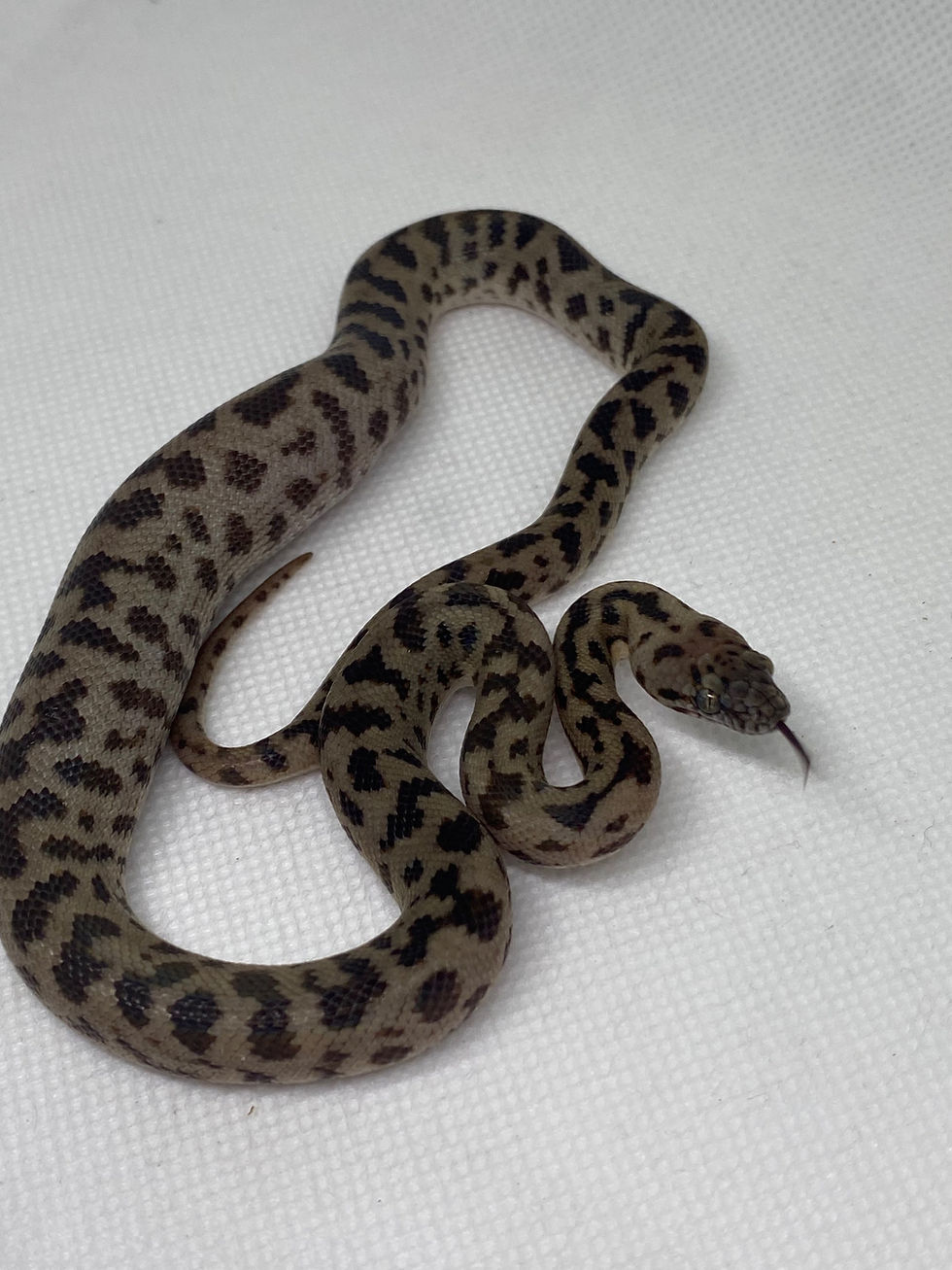 Thumbnail: Reduce Patterned Spotted Python