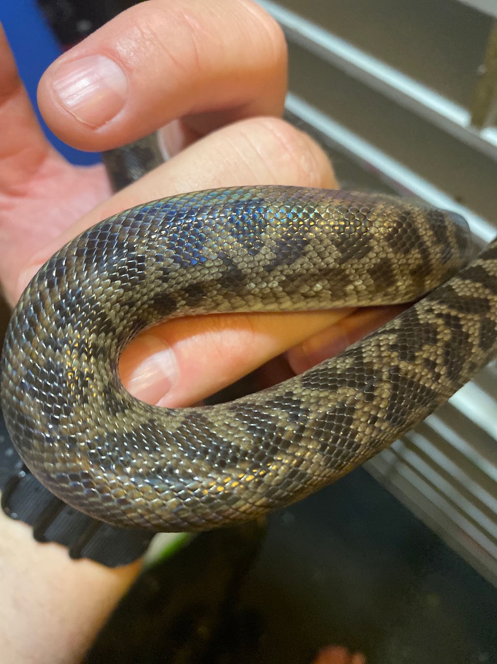 Spotted Pythons | ColdBloodedCreatures