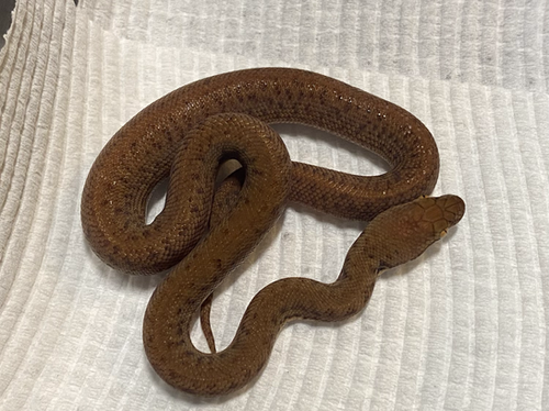 Pygmy Python | ColdBloodedCreatures