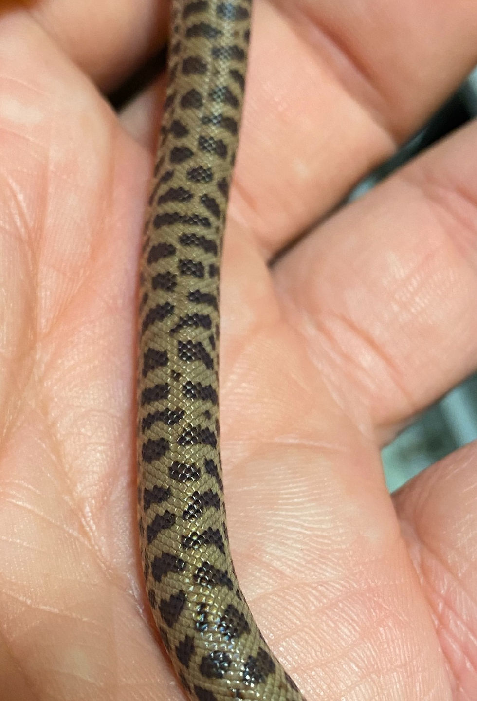 Stimson's Pythons | ColdBloodedCreatures