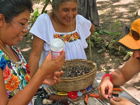 ¿Qué es Calakmul? Una ventana a la selva, la historia y las comunidades del sur de Campeche