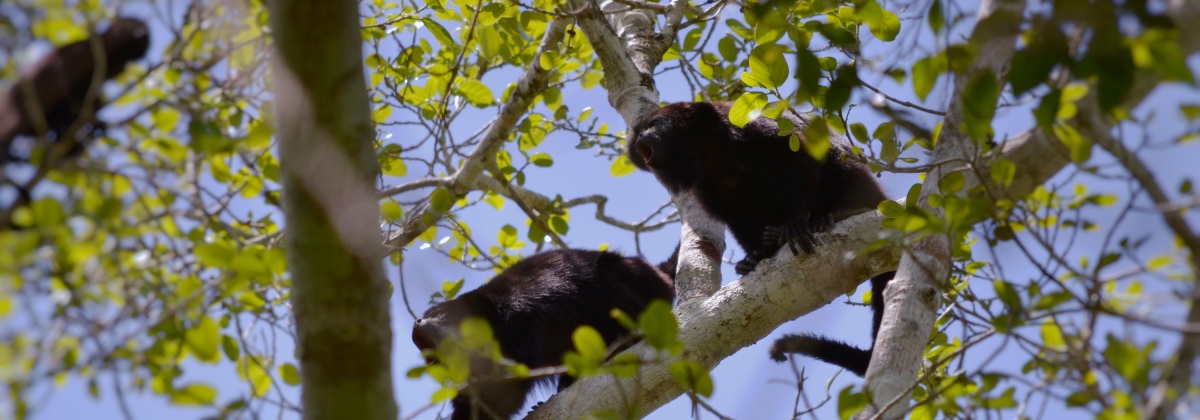 Howler monkeys at Calakmul
