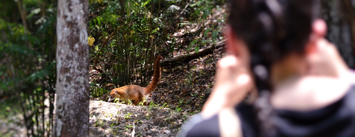 Coatimundi at Calakmul