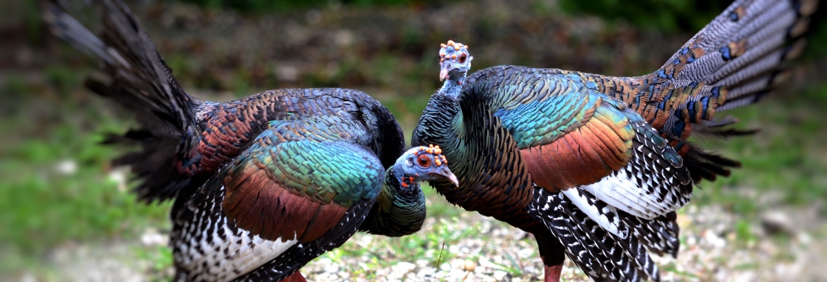 Ocellated turkeys at Calakmul