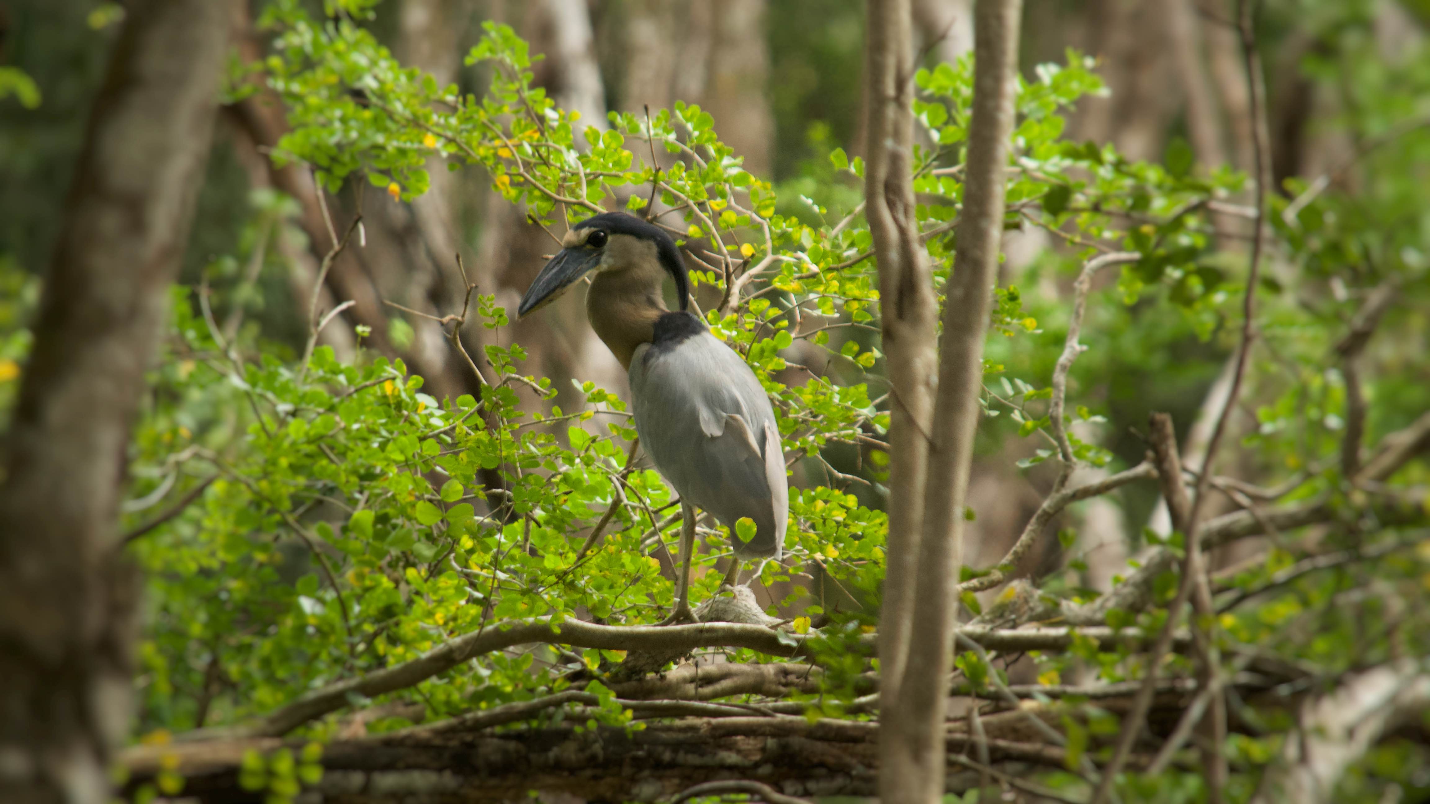 Boat billed heron at Calakmul
