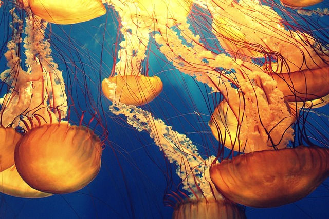 orange jellyfish in blue water