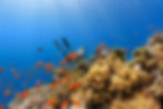 An underwater photographer exploring a healthy coral reef