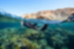A snorkeller exploring a coral reef
