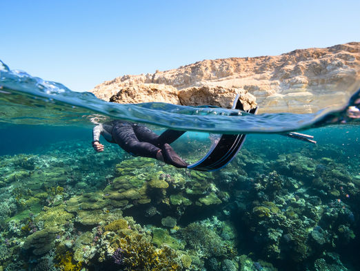 Coral bleaching 101: Everything you need to know about its impacts on marine life and coastal communities