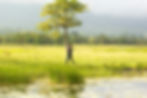 A fisherman walking beside a reed-lined lake in Timor-Leste