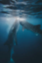 Two whale sharks come to the water's surface to breathe