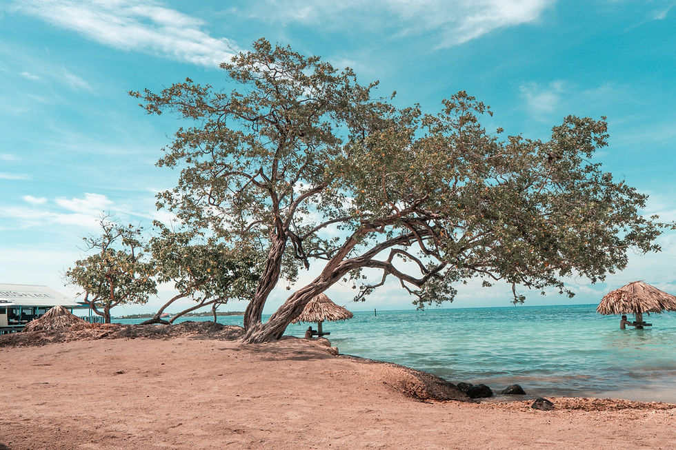Thatched umbrellas submerged in the waters of Honduras