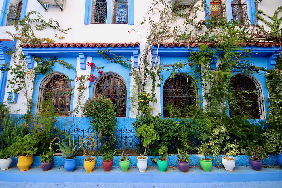 Colourful pot plants lined up in front of a Chefchaouen hotel