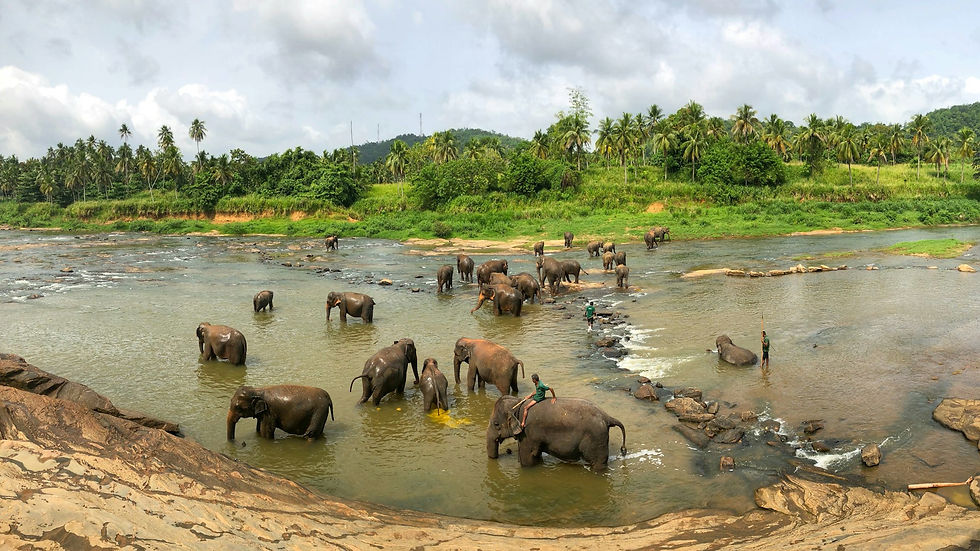 Elephants bathe in a river in Sri Lanka