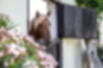 A horse in a stable at a boutique hotel in Peru