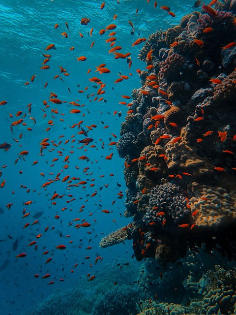 orange fish swim beside coral reef marine conservation organisations to follow