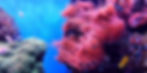 Clown fish swim around a pink anemone on a coral reef