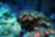 closeup shot of coral affected by ocean plastic