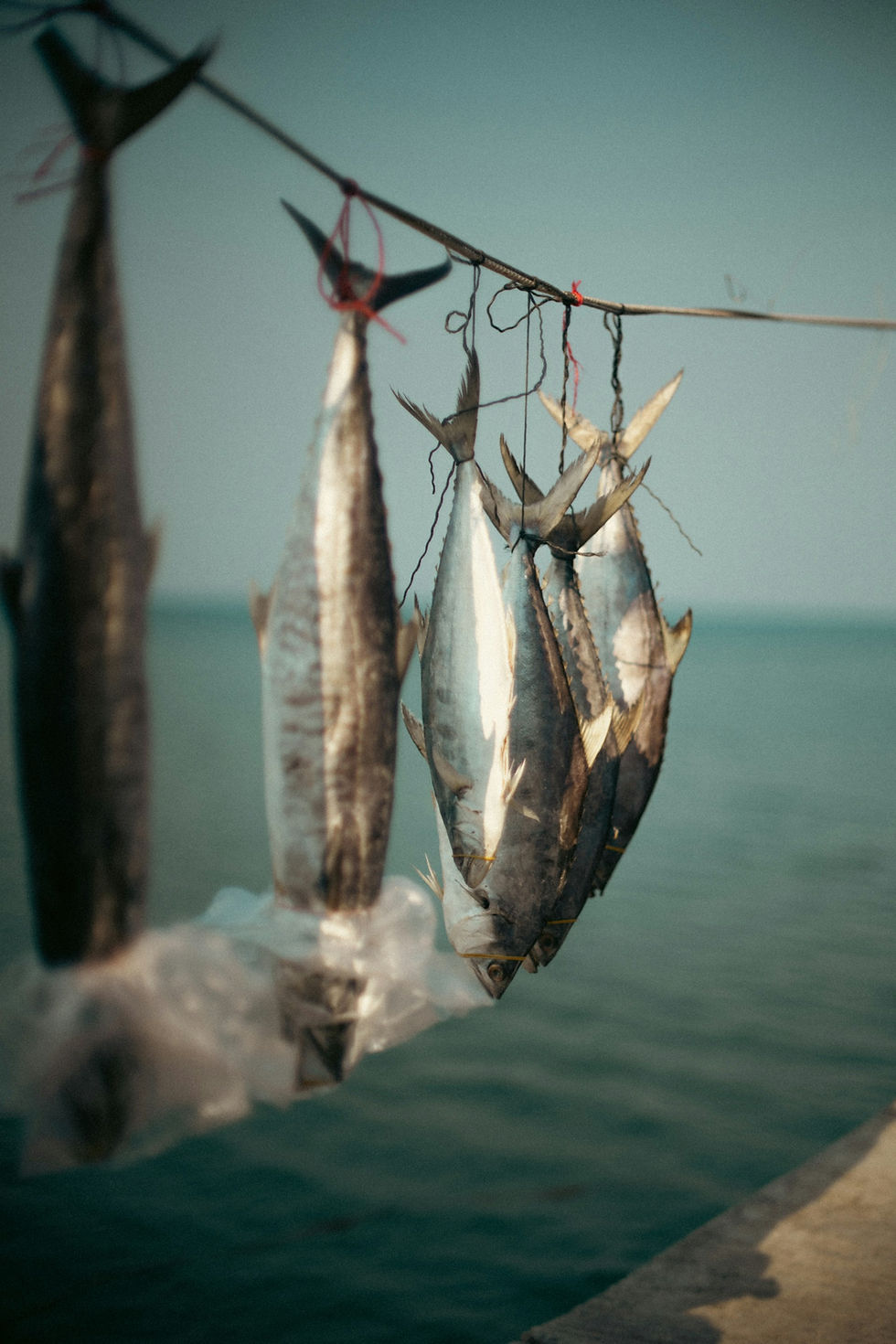 Fish hanging from a line on the side of a fishing vessel