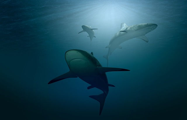 sharks protected by marine conservation organisations to follow