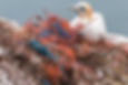 sea bird sitting beside fishing net and plastic waste