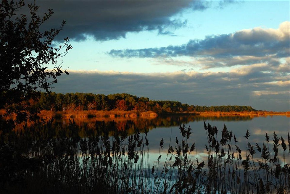 Vue panoramique sur la forêt de pins à Carcans