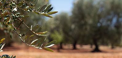 Uliveto Azienda Agricola Scarafile