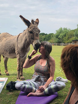 donkey-yoga-meditation-web.jpg